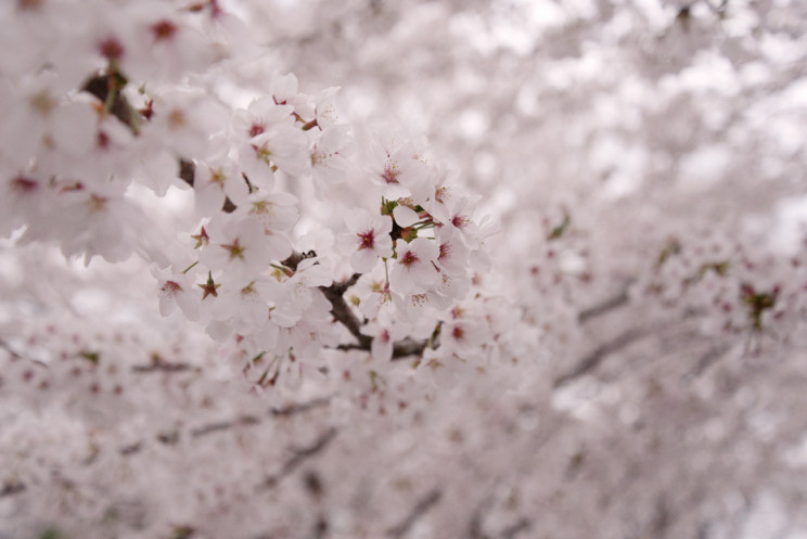 桜×大正時代の駅舎